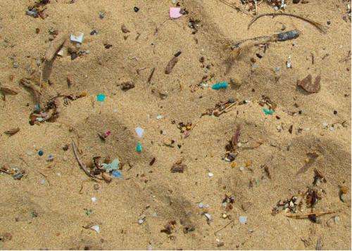 Microplastics make marine worms sick
