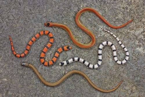 Mimicking venomous snakes: untangling the history of deceptive coloration