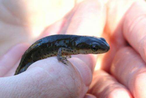 Missouri ponds provide clue to killer frog disease