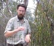 Mistletoe birds are 'cheats'