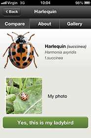 Mobile phone app to help monitor UK’s native ladybirds after foreign invasion