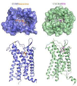 Molecular structure reveals how HIV infects cells