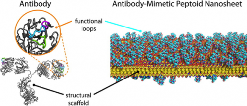 'Molecular Velcro' may lead to cost-effective alternatives to natural antibodies