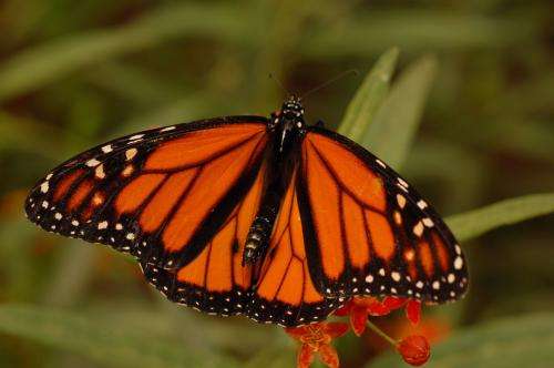 Monarch butterflies migration path tracked by generations for first time
