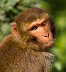 Monkey Business: Researchers discover primitive forms of wealth