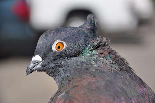 Mutant gene gives pigeons fancy hairdos