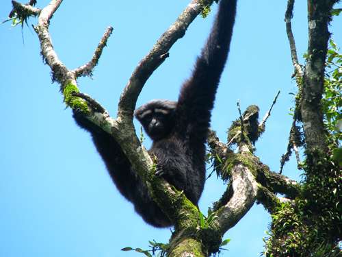 Myanmar critical for hoolock gibbon conservation