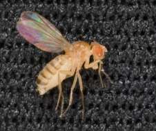 NASA's next 'top model,' the fruit fly