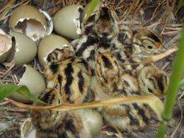 Nesting habitat key to pheasant numbers