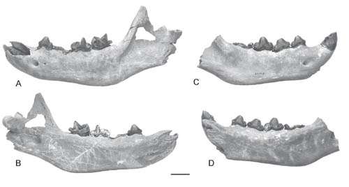 New cursorial hyena found from the late cenozoic Zanda Basin of Tibetan Plateau