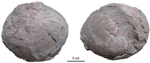 New forms of dinosaur eggs (Dictyoolithids) found
