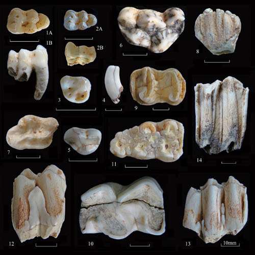 New homonin site found in Daoxian County, Hunan Province of China