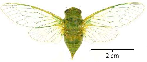 New info on an elusive green cicada