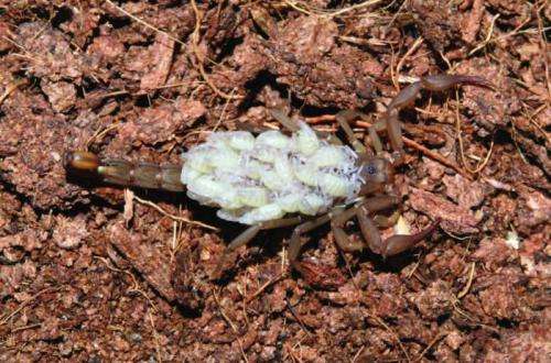 New scorpion discovery near metropolitan Tucson, Arizona