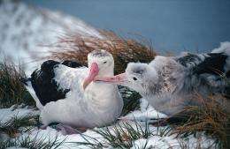 [news] Saving the best for last â wandering albatrossesâ last push for successful parenting