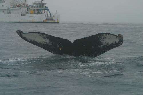 New study analyzes the risk to endangered whales from ships in southern California