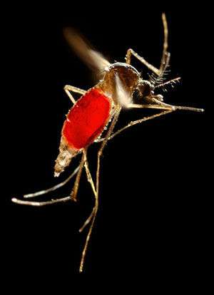 New study explores how dengue virus changes mosquito behavior