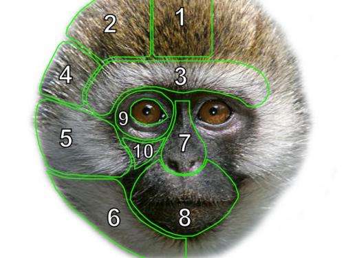 New study on monkeys faces related to environment and social factors