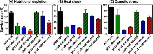 Novel biological function of polyester in insect-bacterium symbiosis