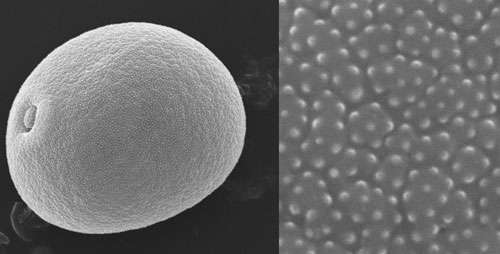 Numerically identifying pollen grains improves on conventional ID method