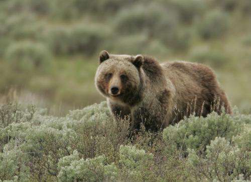 Of bears and berries: Return of wolves aids grizzly bears in Yellowstone
