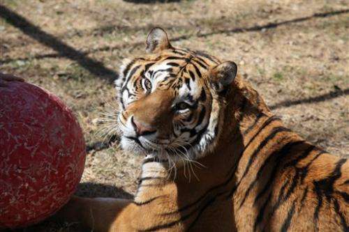 Op should reduce Texas tiger's arthritic pain