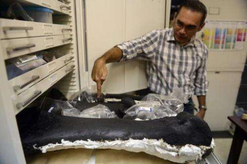 Paleontologist Ascanio Rincon shows bones of phehistoric animals found in Venezuela, in Caracas on August, 30, 2013