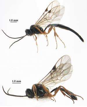 Peculiar parasitoid wasp found on rare sawfly developing in ferns