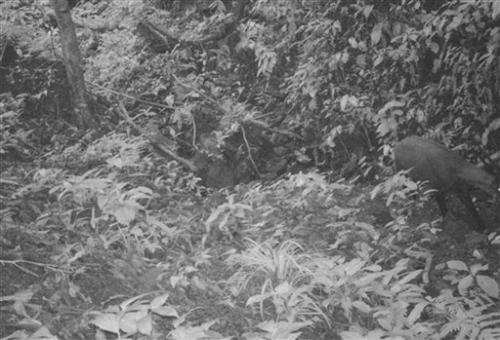 Photo in Vietnam shows mammal unseen for 15 years