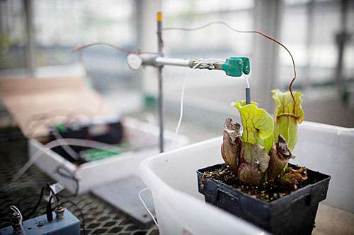 Pitcher plants provide tipping point: Researchers use them to identify signs of trouble in lakes