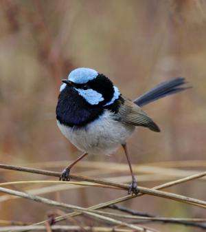Pitch perfect: How fairy-wrens identify other species' alarm calls