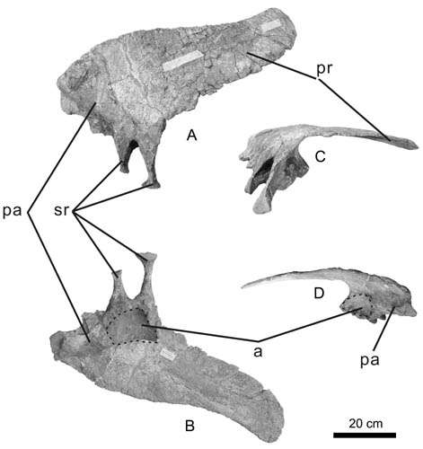 Polacanthine ankylosaur dinosaur first discovered in Asia