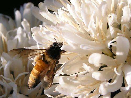 Pollination merely one production factor