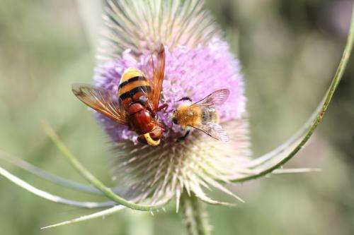 Pollinators easily enhanced by flowering agri-environment schemes
