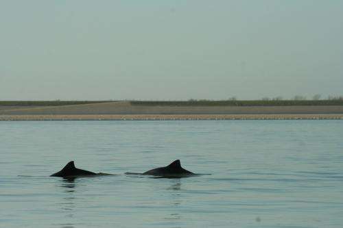Porpoises have to be careful in the Eastern Scheldt