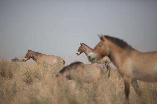 Przewalski's horses, pictured at the West Lake national nature reserve in northwestern China, on May 13, 2013