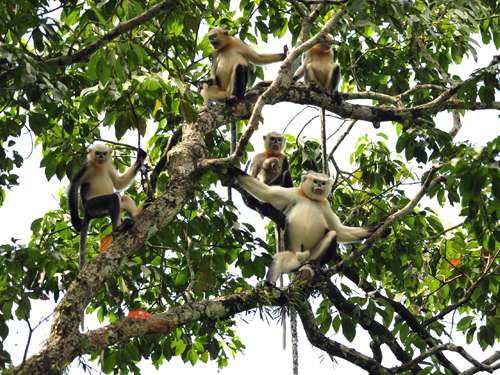 Rare reversal of decline in number of Tonkin snub-nosed monkeys