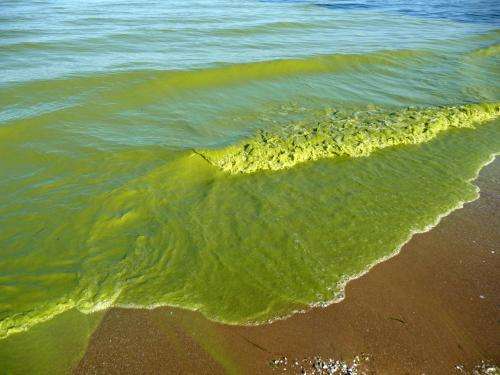 Record-breaking 2011 Lake Erie algae bloom may be sign of things to come