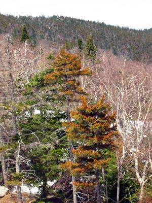 Red spruce reviving in New England, but why?