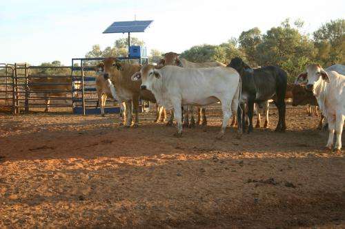 Remote livestock management system of the future