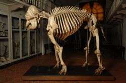 Research discovers new 'type specimen' for the Asian elephant