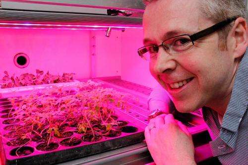 Researcher shines a light on crop growth