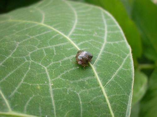 Research finds invasive kudzu bugs may pose greater threat than previously thought