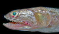 Research will shed light upon the family tree of deep-sea fishes
