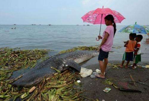 Residents look at the carcass of the 300-kg juvenile whale shark washed ashore west of Manila on September 5, 2013