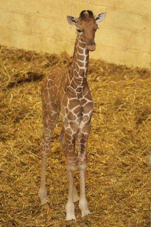 Reticulated giraffe calf born in captivity