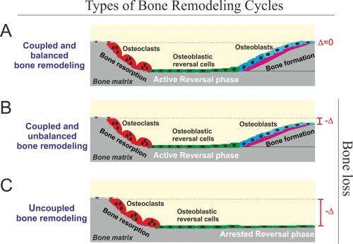 Reversal cells may tip the balance between bone formation and resorption in health and disease