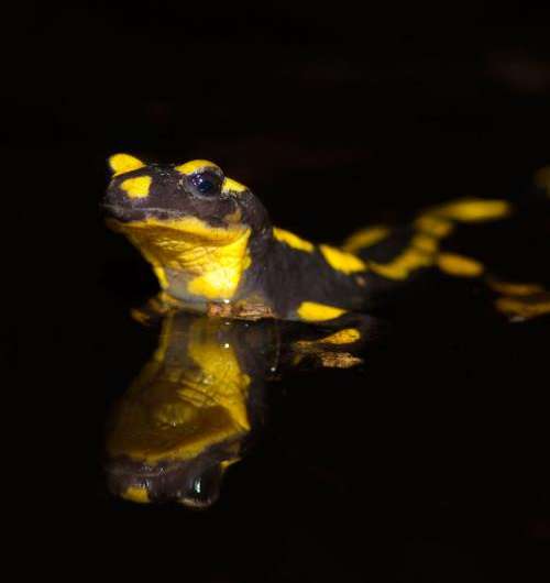 Salamanders under threat from deadly skin-eating fungus