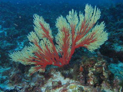 Scent of a coral: Symbiosis between two new barnacle species and a gorgonian host