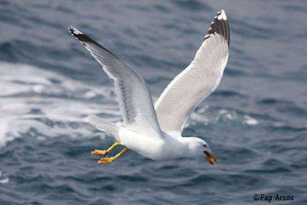 Scientific campaigns to reduce the incidental catch of seabirds by Mediterranean longline fisheries